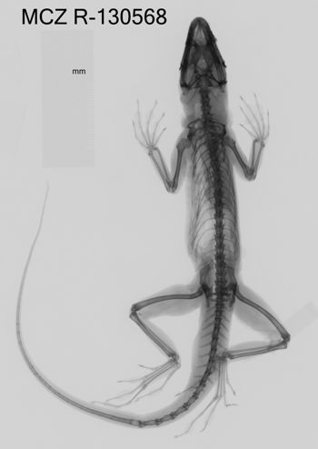 Media type: image;   Herpetology R-130568 Aspect: dorsoventral x-ray
